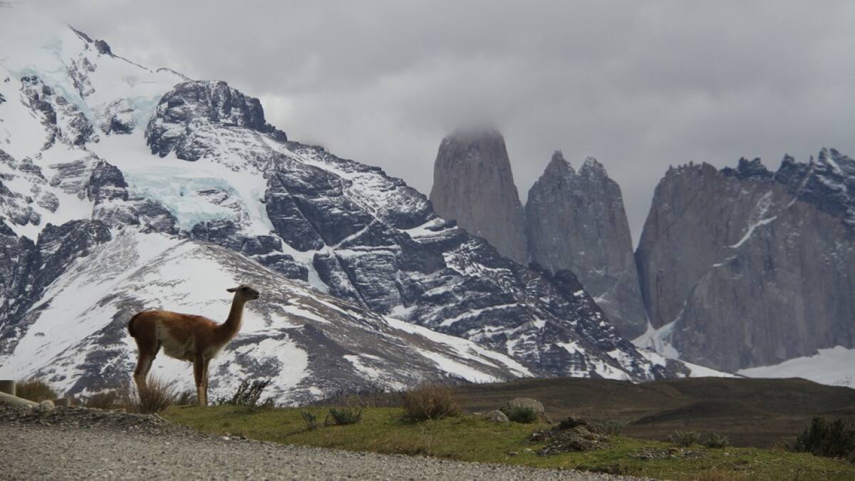 El guanaco es un mamífero de la familia de los camélidos (llama, alpaca, vicuña) nativo de Sudamérica. Foto: Unsplash.