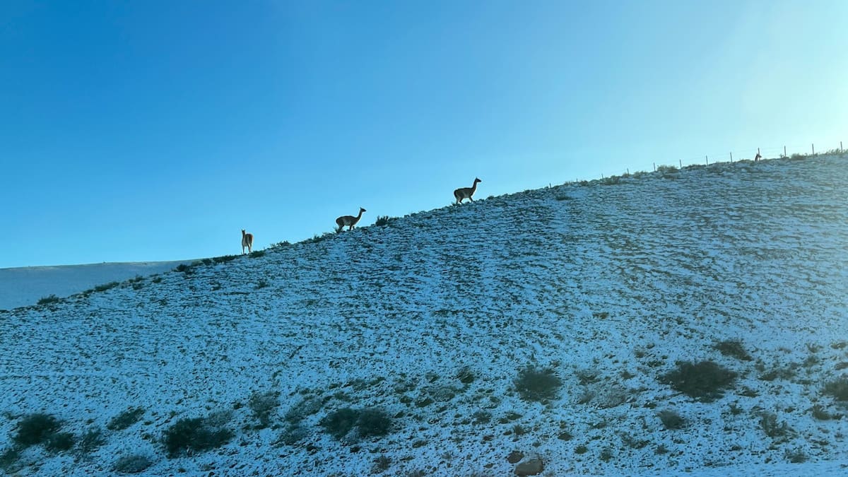 Guanacos en la Patagonia. Foto: Unsplash