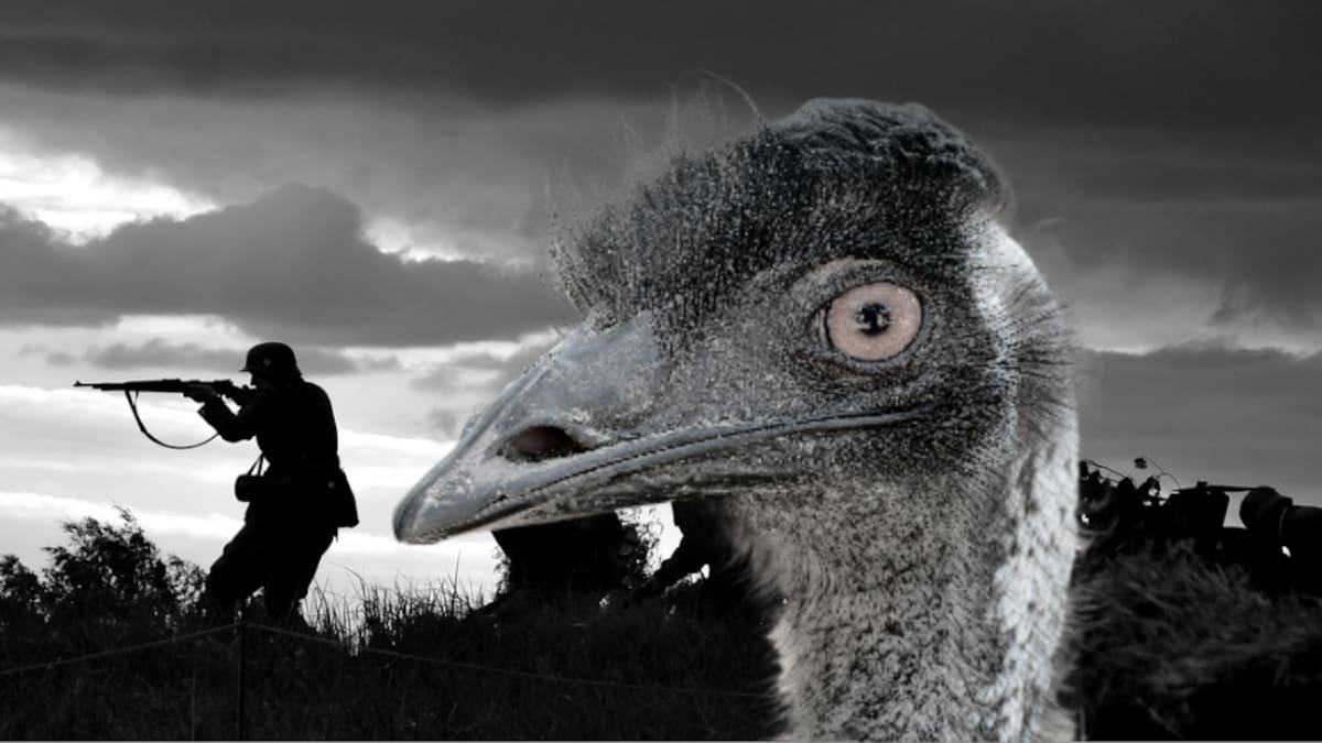 “Guerra del Emú" en Australia.