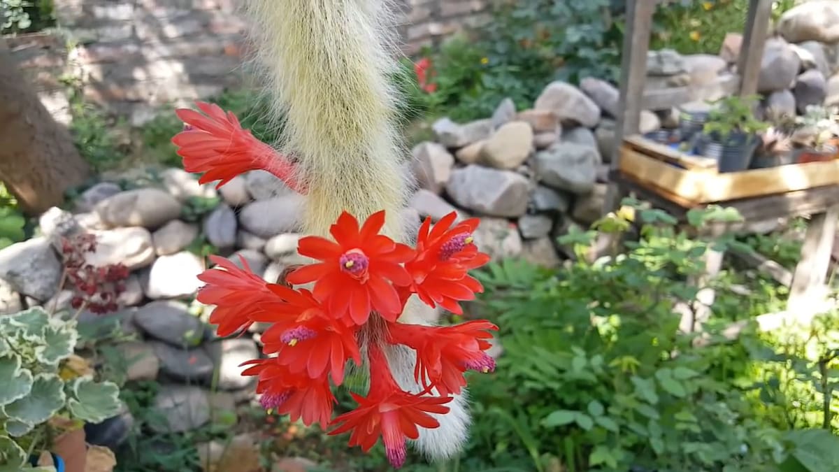 Guía rápida del cactus cola de mono: cómo tener una planta colgante sana, larga y llena de flores