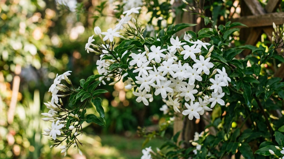 Guía rápida: cómo lograr que el jazmín tenga más flores y un perfume intenso