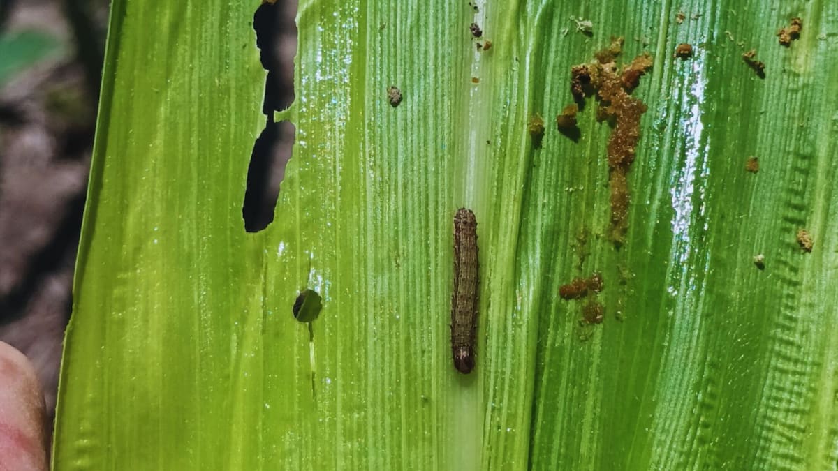 Alerta en el campo argentino por la aparición del gusano cogollero: “No deberíamos ver este nivel de infestación”