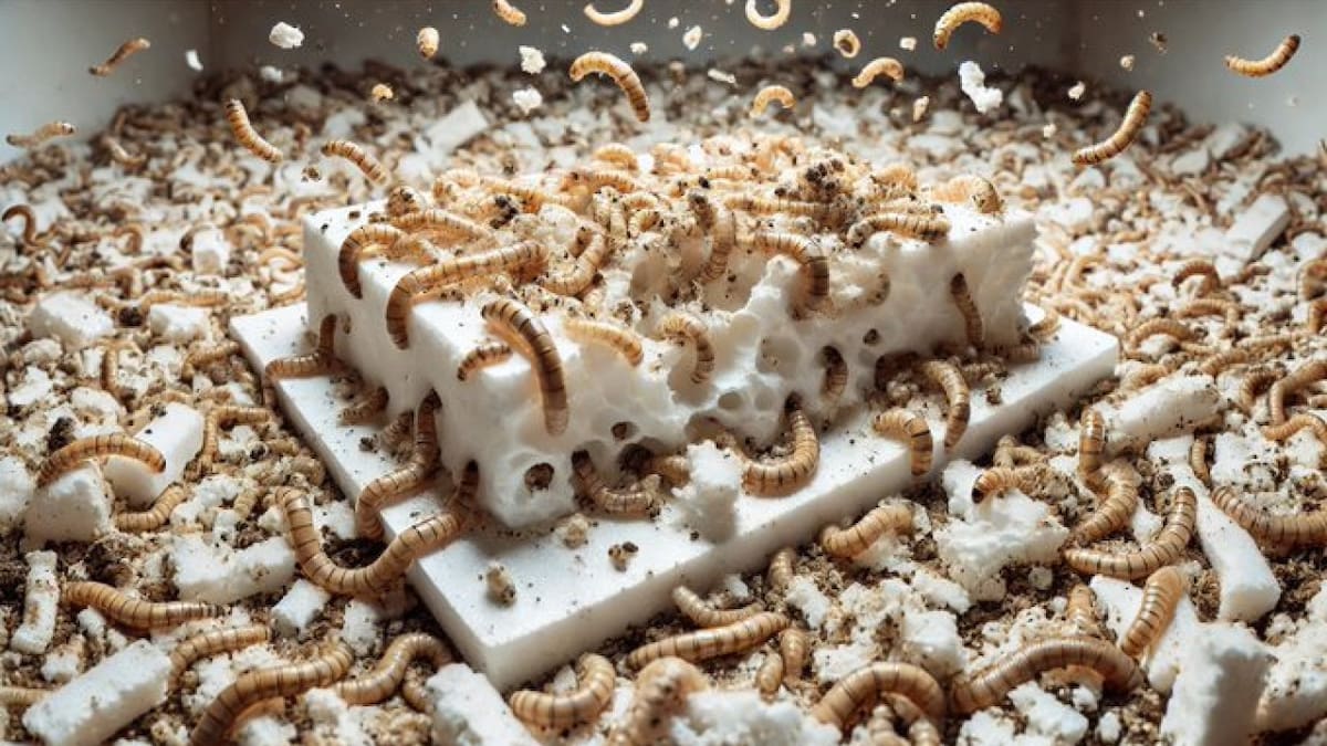 Gusanos come plásticos. Foto X @EcoInventos