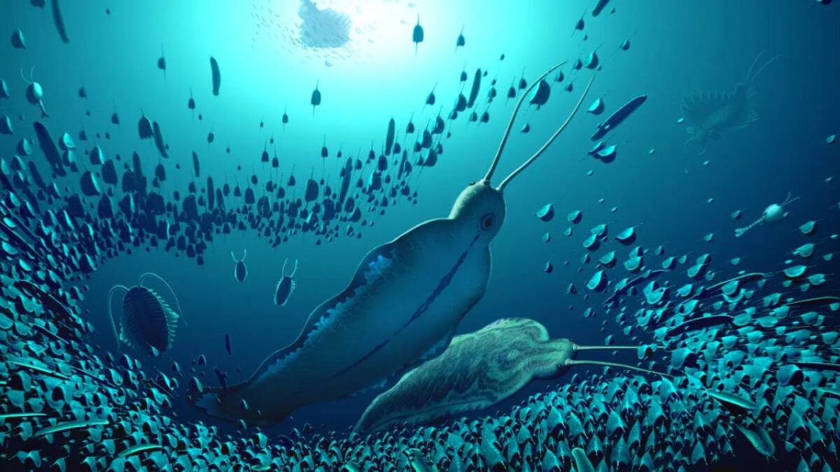 Gusanos gigantes. Foto: Twitter