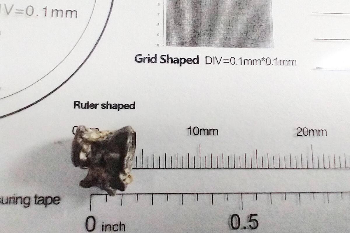 Hallan una vértebra fosilizada de un pez