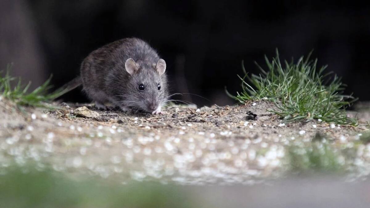 Hantavirus. Foto: NA.