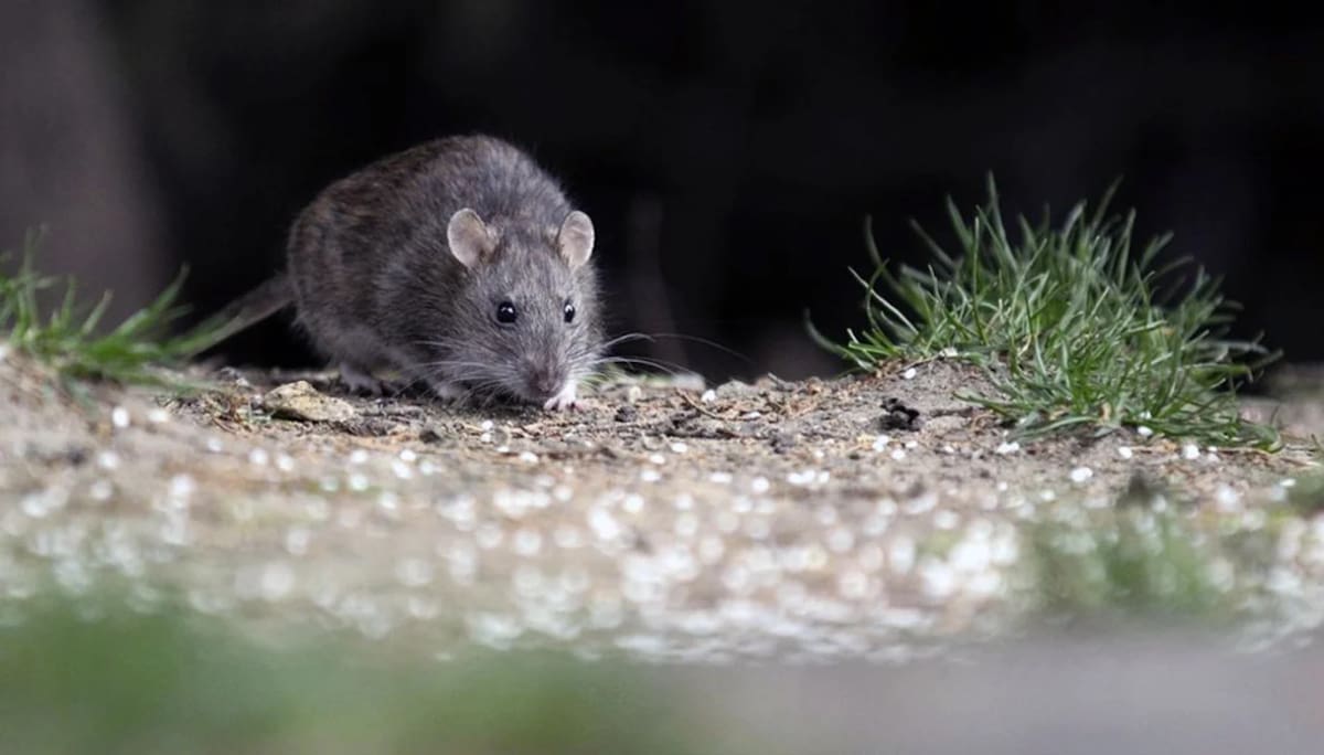 Hantavirus. Foto: NA.