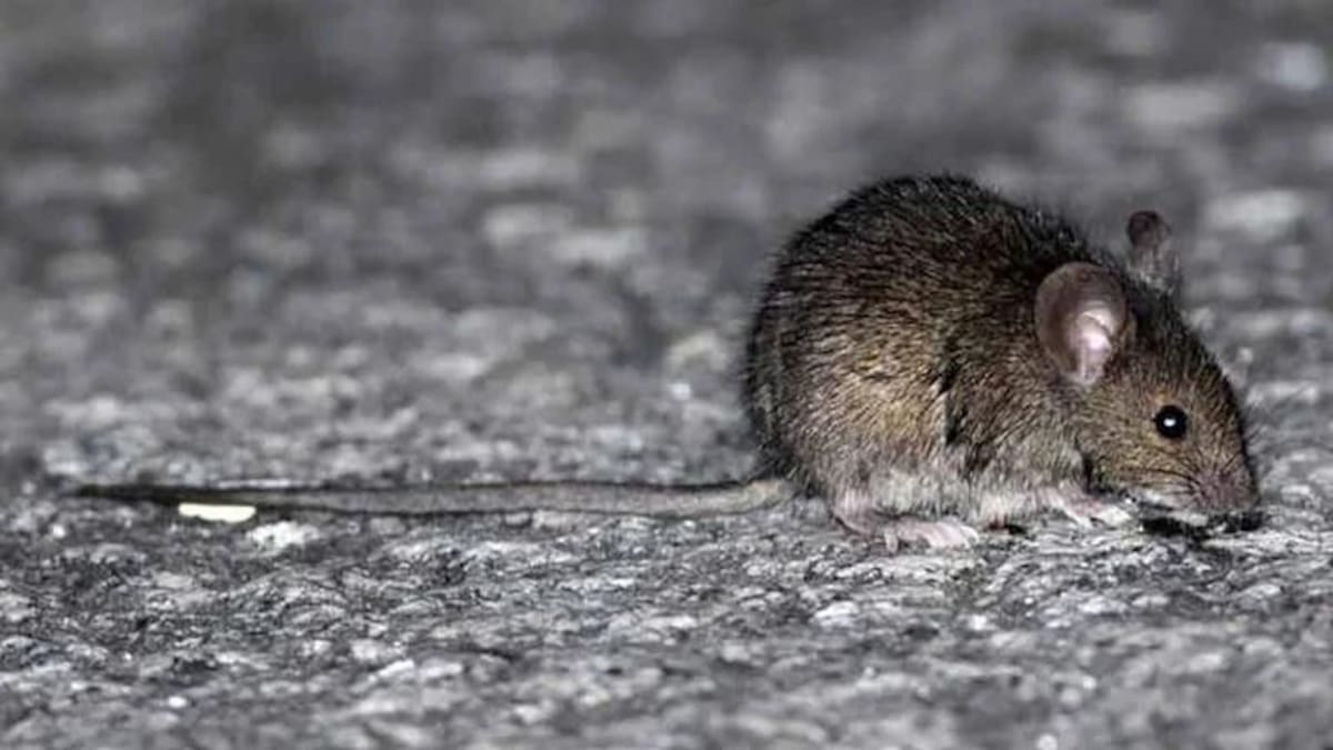 Hantavirus. Foto: redes sociales.