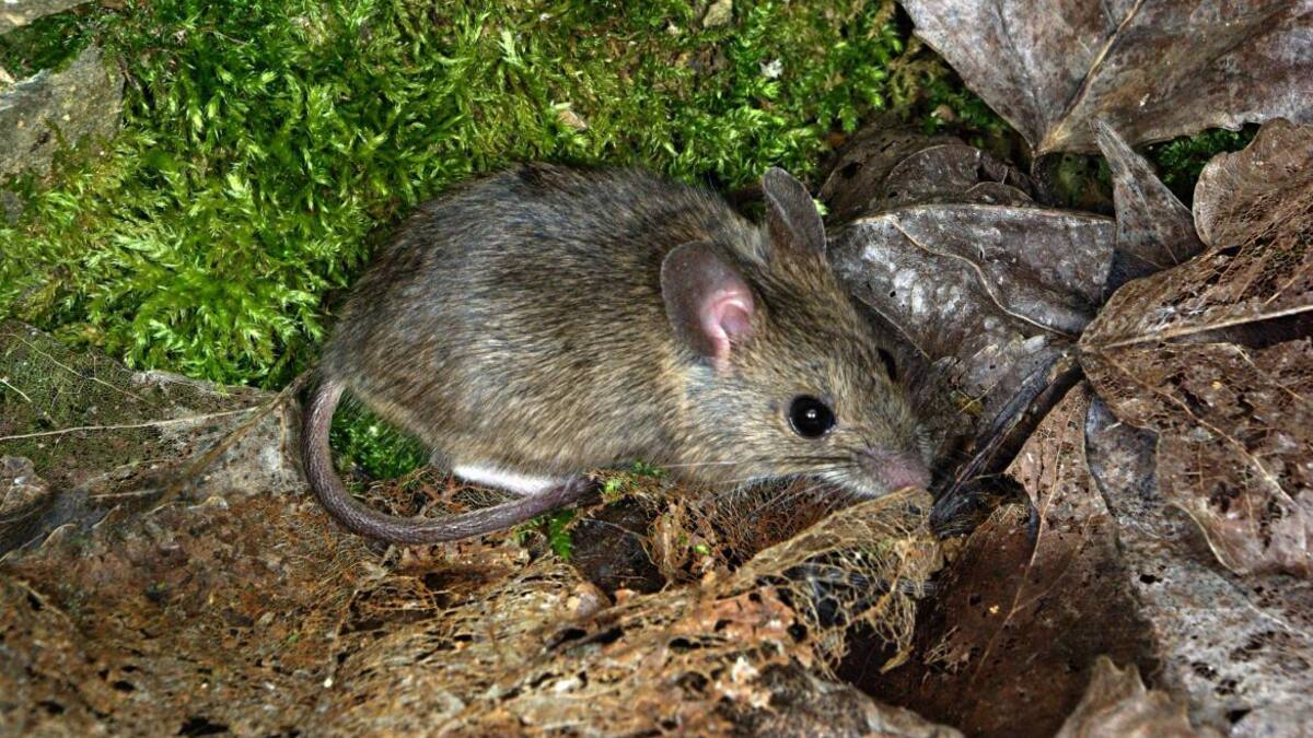 Aleja las ratas del jardín: el árbol que espanta las plagas y deja un aroma cítrico en la casa