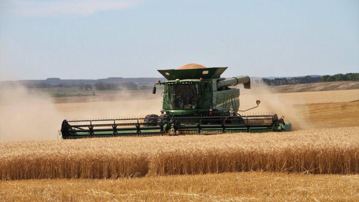 Harinas, campo, cosecha