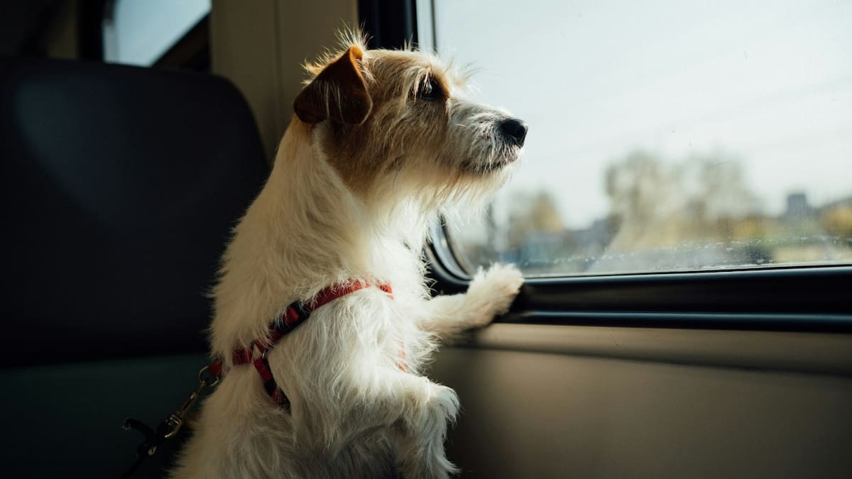 El municipio bonaerense que ahora permite viajar con perros y gatos en colectivos: requisitos y líneas incluidas