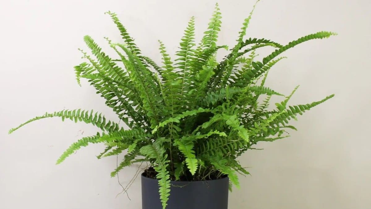 Guía detallada y fácil del helecho de Boston: cómo cuidar esta planta frondosa de hojas arqueadas y verde brillante