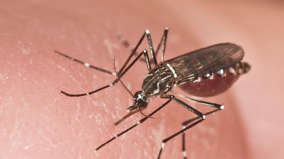 Hembra adulta de un Aedes aegypti, el mosquito transmisor de la fiebre amarilla. Foto: EFE.