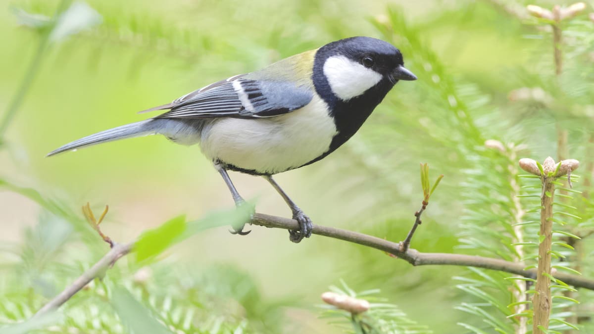 Herrerillo japonés. Foto: Unsplash.