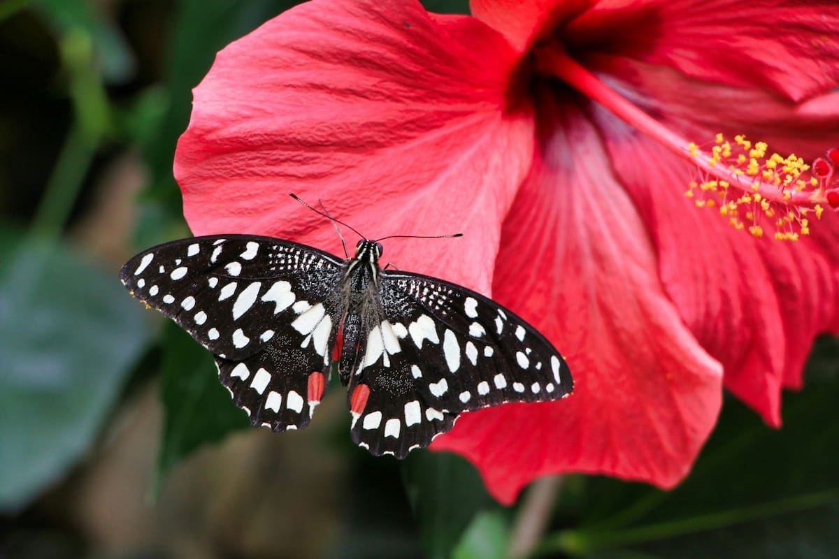 Rosa China o Hibisco. Foto Unsplash