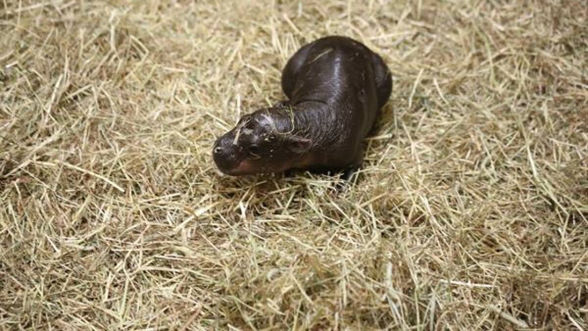 Hipopotamo pigmeo Haggis. Fuente: EFE