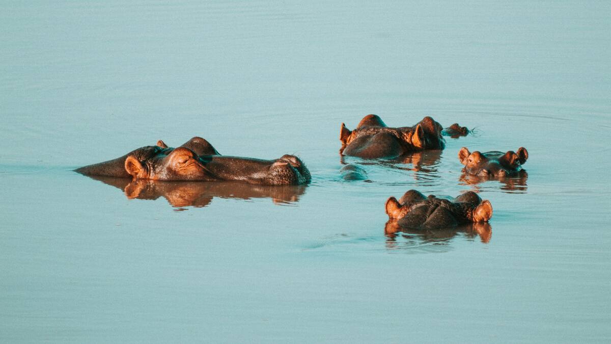 Hipopótamos en Colombia. Foto: Unsplash