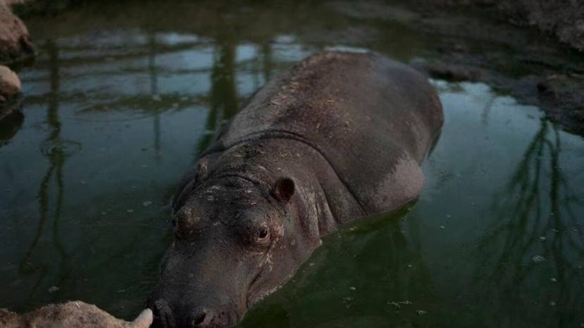 Hipopótamos en santuario Ostok. Foto: gentileza Iñaki Malvido.