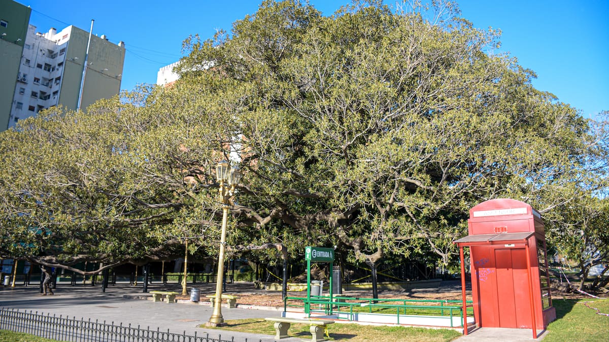 El árbol más antiguo de CABA