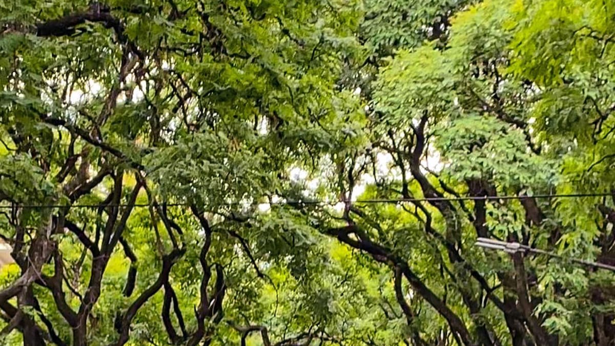 Un túnel verde de ensueño: la avenida más hermosa de CABA tiene un pintoresco nombre que se remonta a un guerrero de la independencia