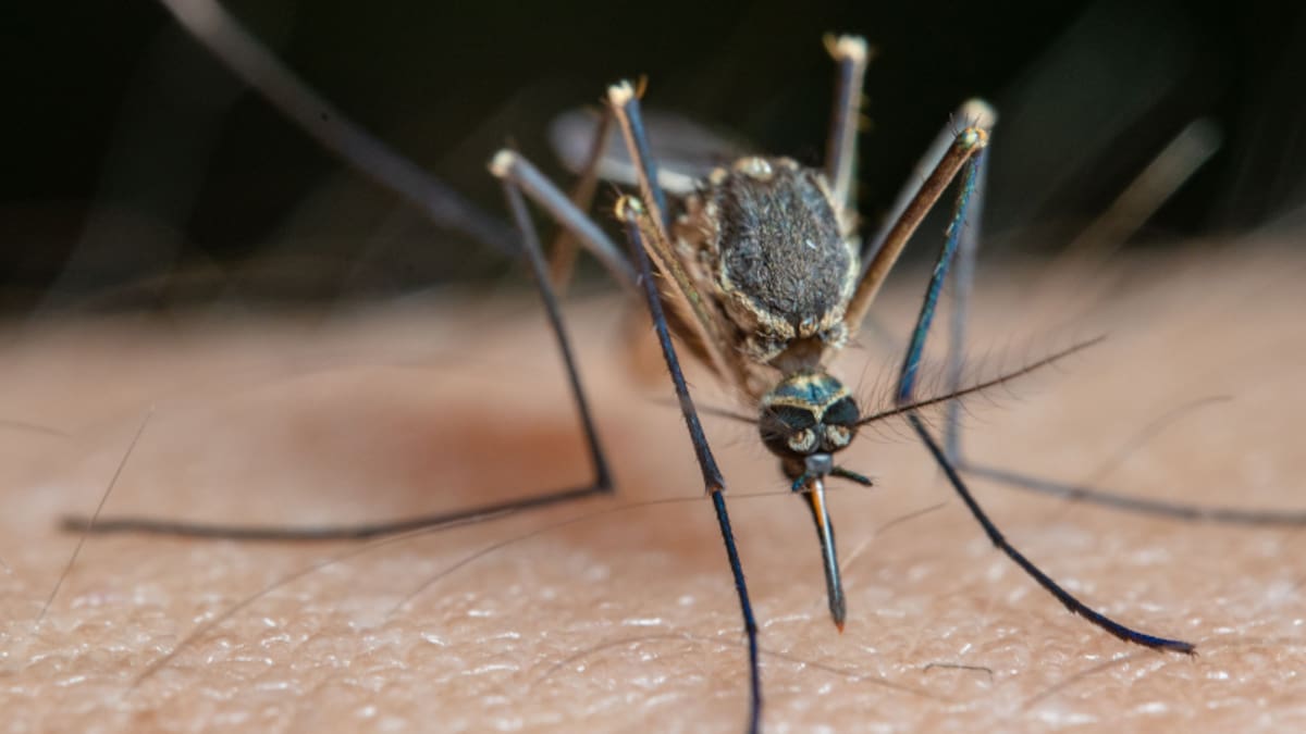 Mosquito