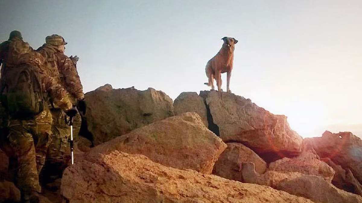 Héroe de cuatro patas: la emocionante historia de Tom, el perro callejero que salvó a soldados argentinos en Malvinas