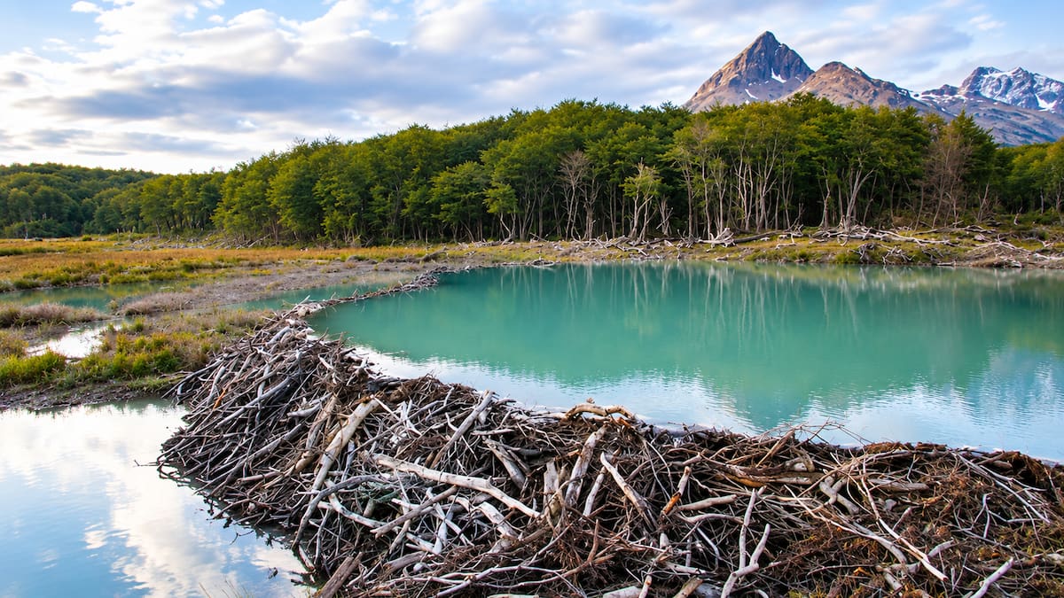 En 1946, Argentina liberó 20 castores para crear una industria: 80 años después, más de 200.000 diques transformaron Tierra del Fuego