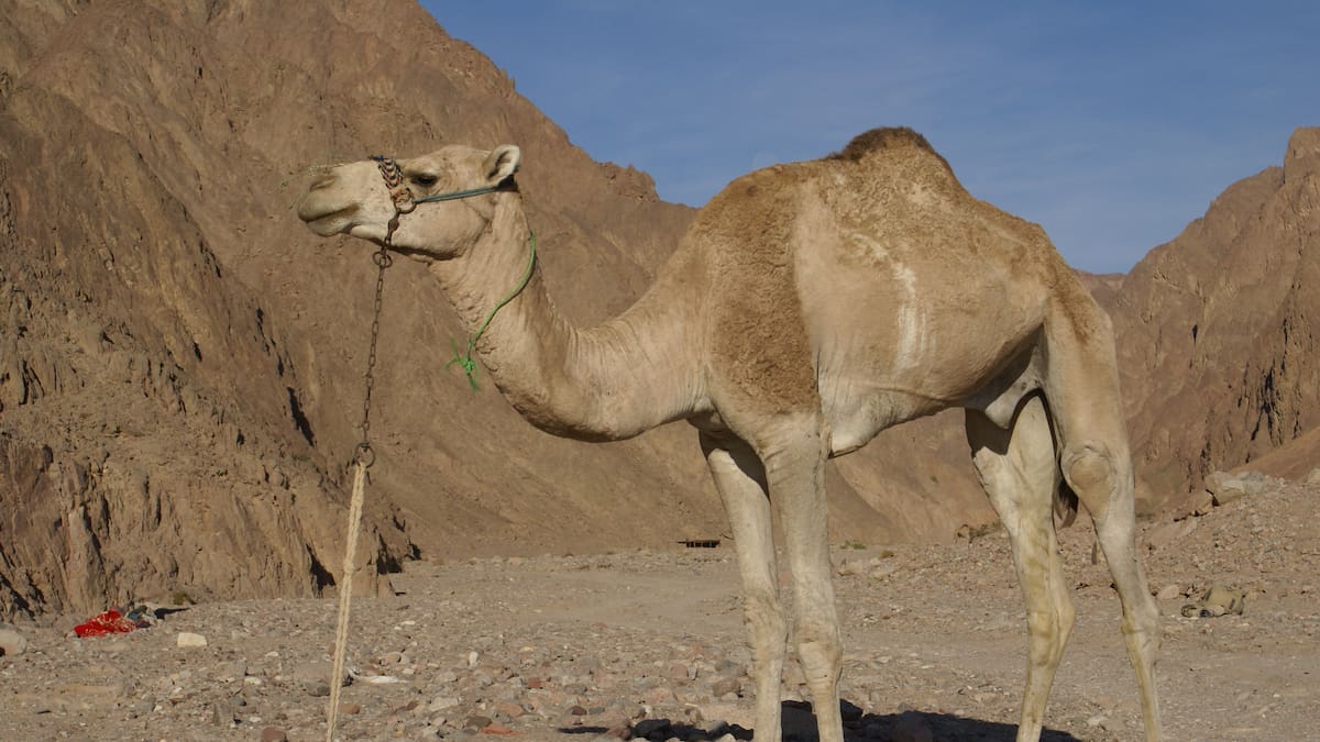En 1923, Argentina trajo dromedarios del Sahara para transformar la producción: tuvieron crías en San Juan y luego desaparecieron