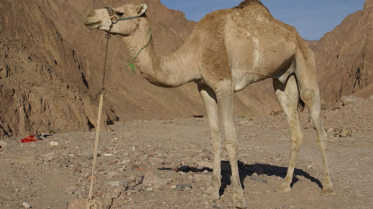 En 1923, Argentina trajo dromedarios del Sahara para transformar la producción: tuvieron crías en San Juan y luego desaparecieron