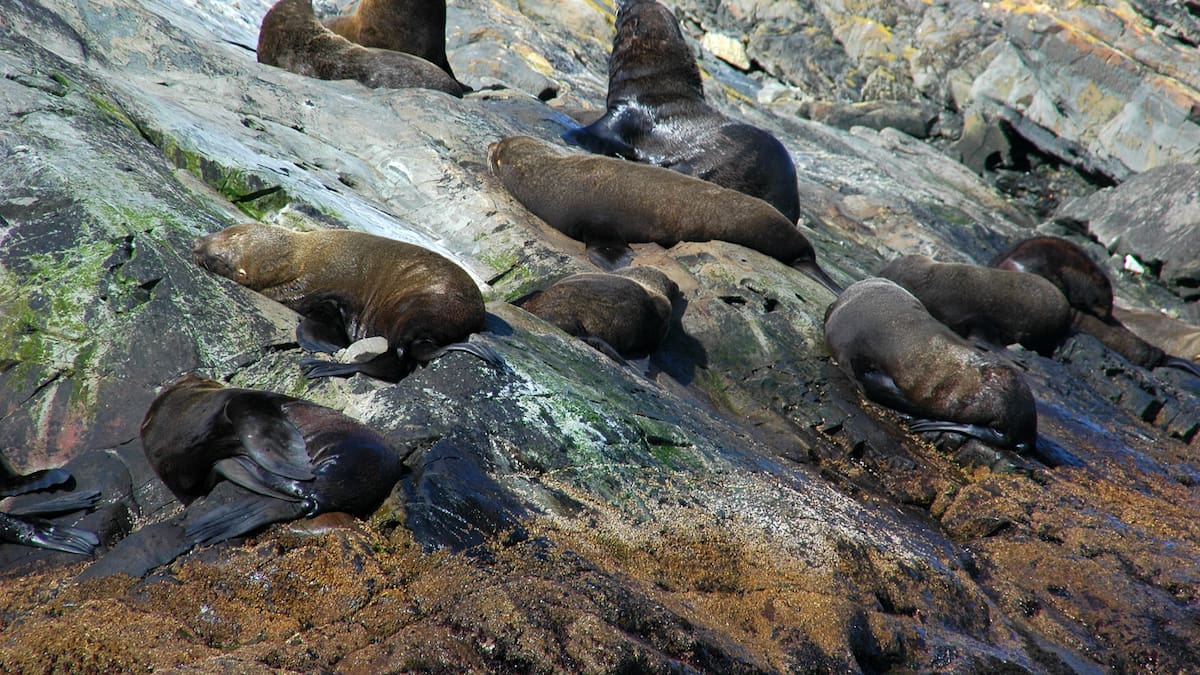 Lobos marinos