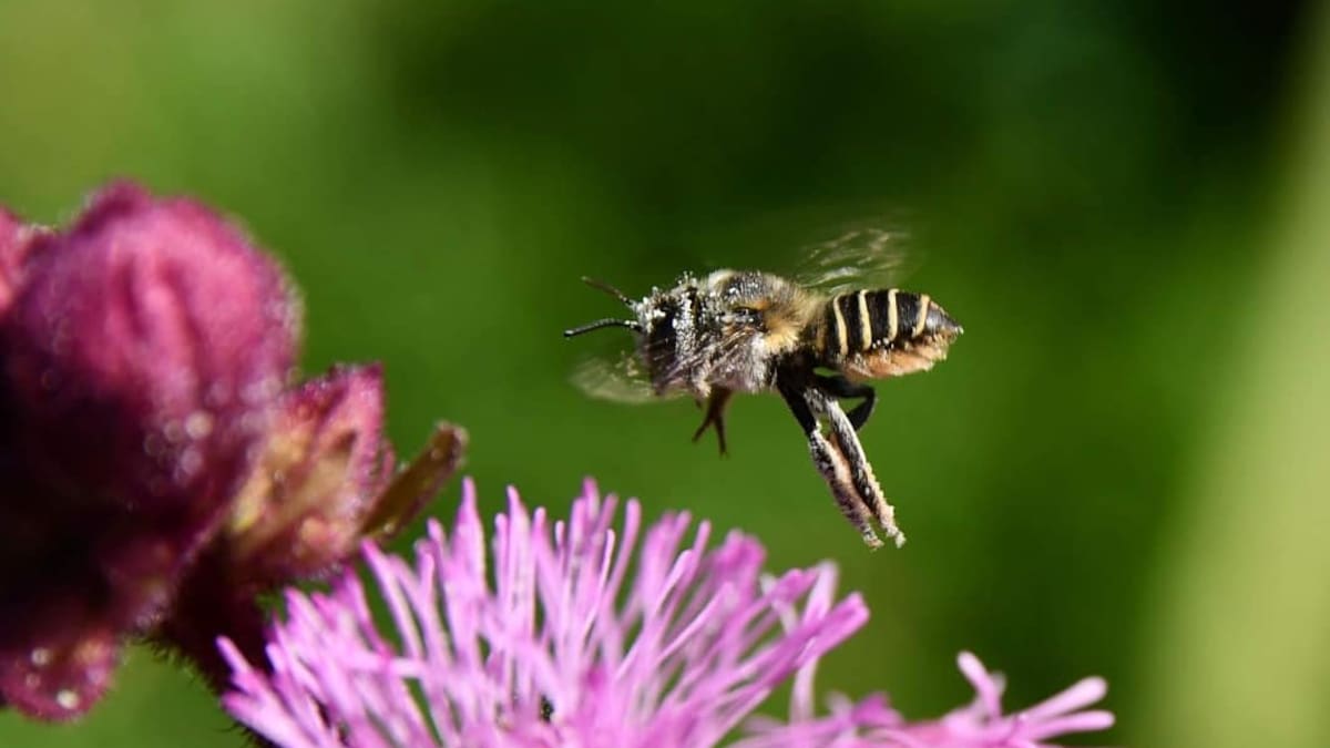 La llegada de las abejas