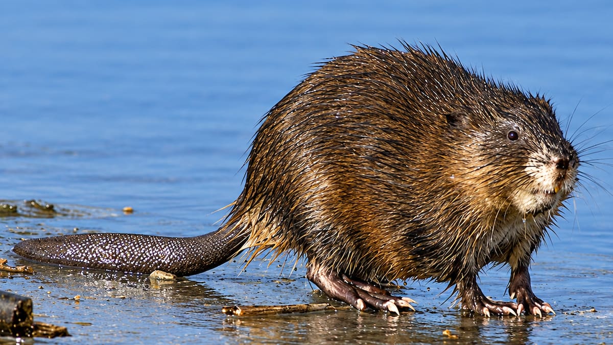 Ratas