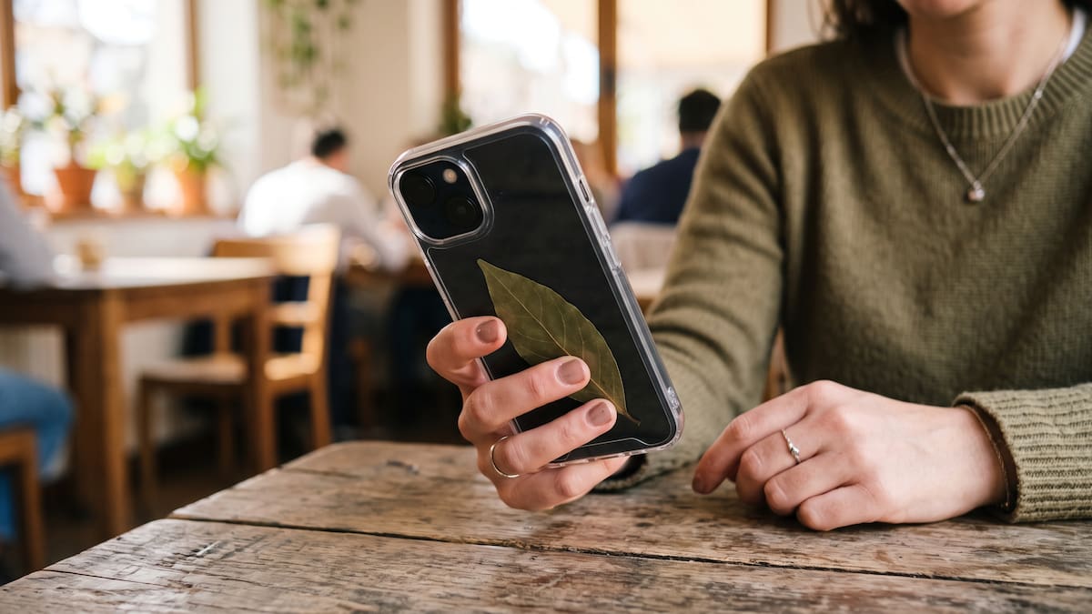 Para qué sirve poner una hoja de laurel en la funda del celular y por qué muchos lo hacen