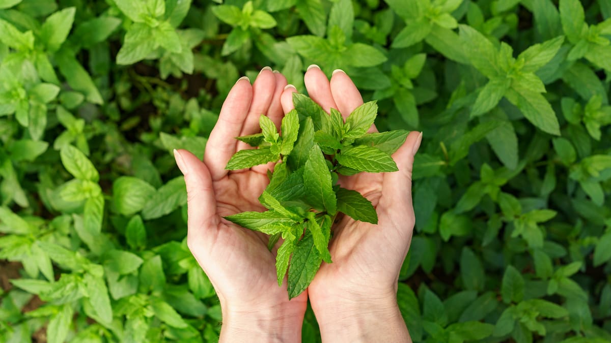 Los expertos revelaron el secreto: cómo revivir la menta seca y lograr que vuelva a crecer