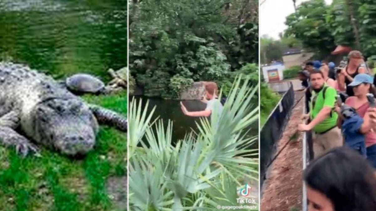 Hombre detenido por saltar al estanque de caimanes en zoológico de Florida.
