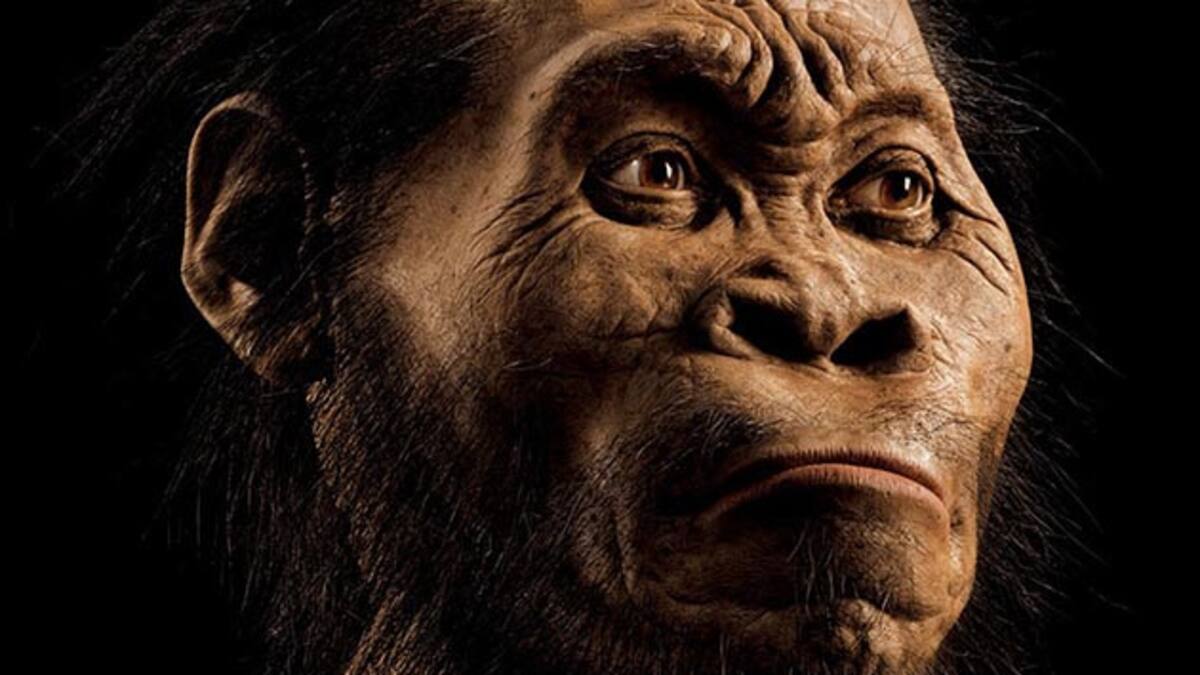 Homo nadeli