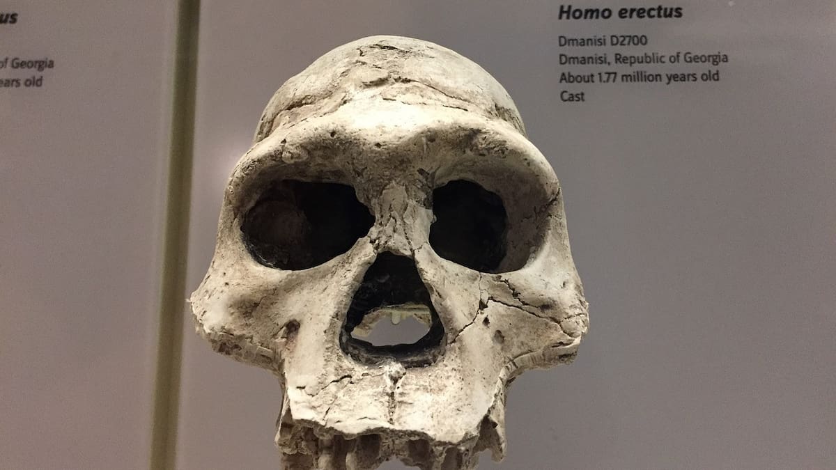 Cómo sobrevivió el Homo Sapiens. Foto Pixabay