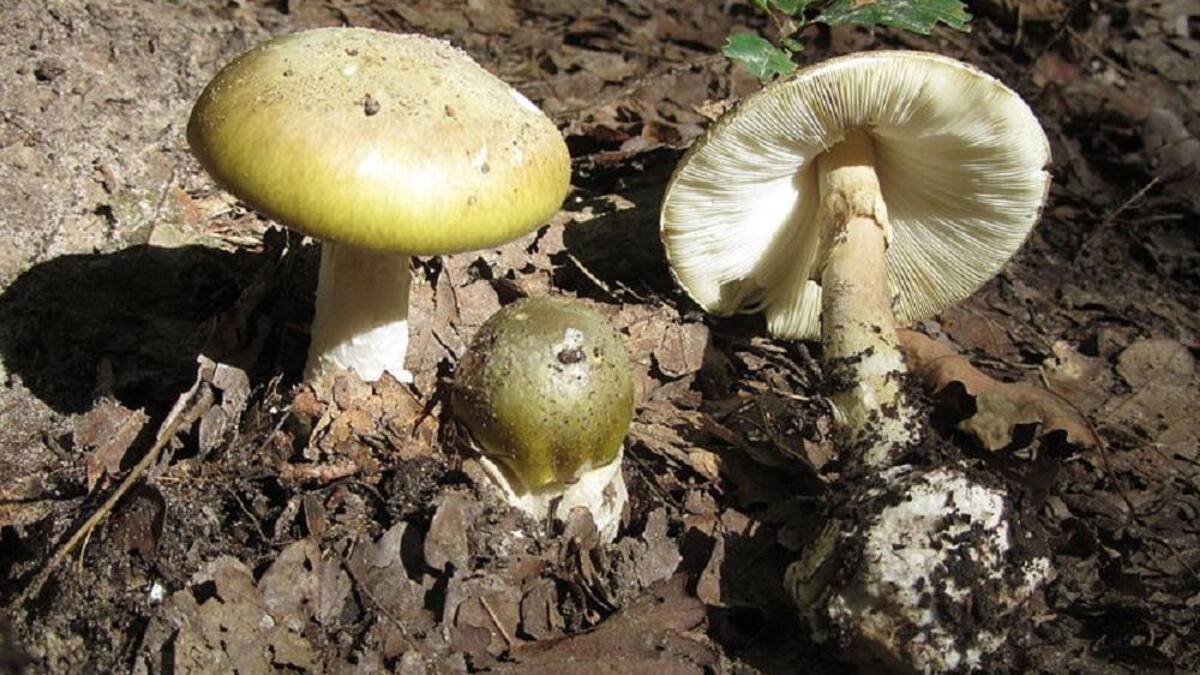 Hongo de la Muerte, especie venenosa