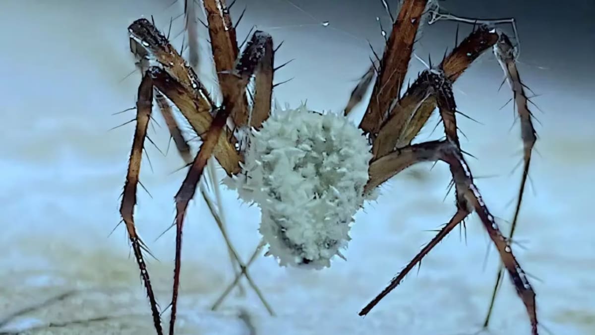 Inquietante hallazgo: un hongo que atrapa a las arañas y las convierte en "zombies" podría ser medicinal