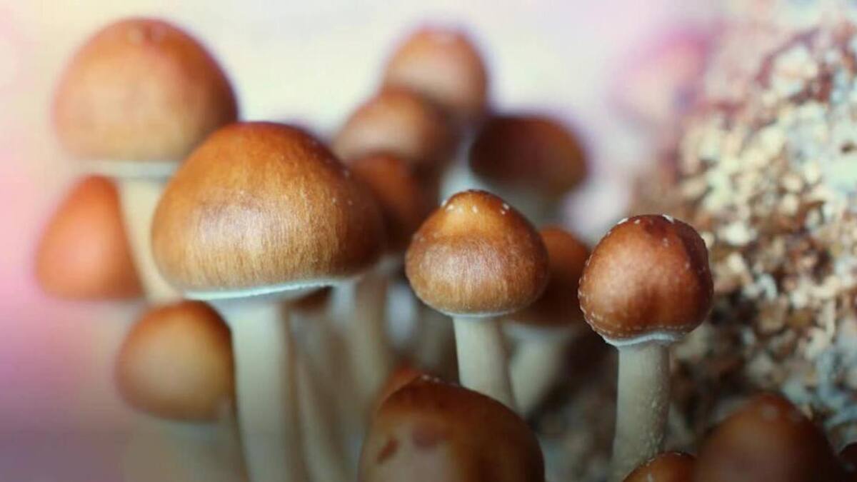 Hongos alucinógenos, droga. Foto: REUTERS