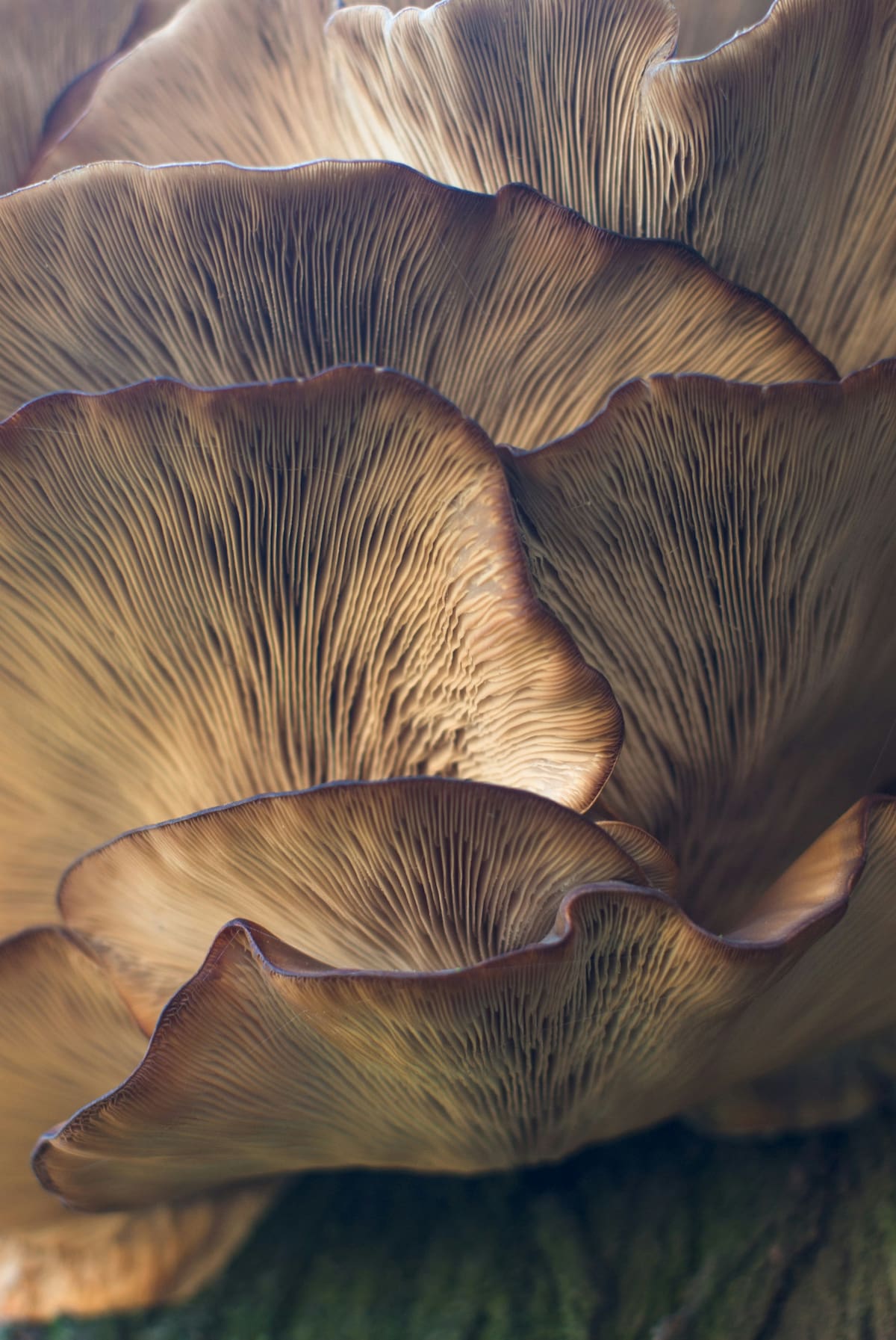 Hongos. Fuente: Unsplash