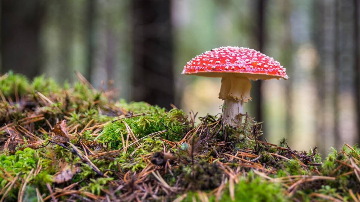 Hongos venenosos. Foto: Unsplash.