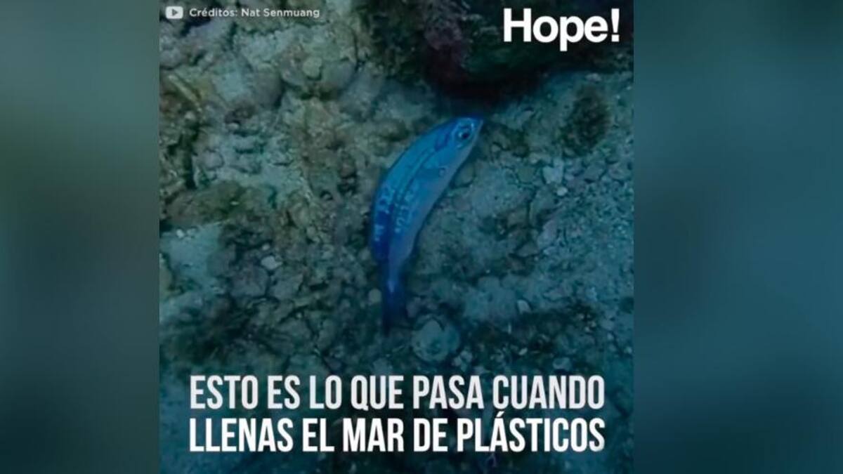 Hope! - Esto pasa cuando llenas el mar de plástico