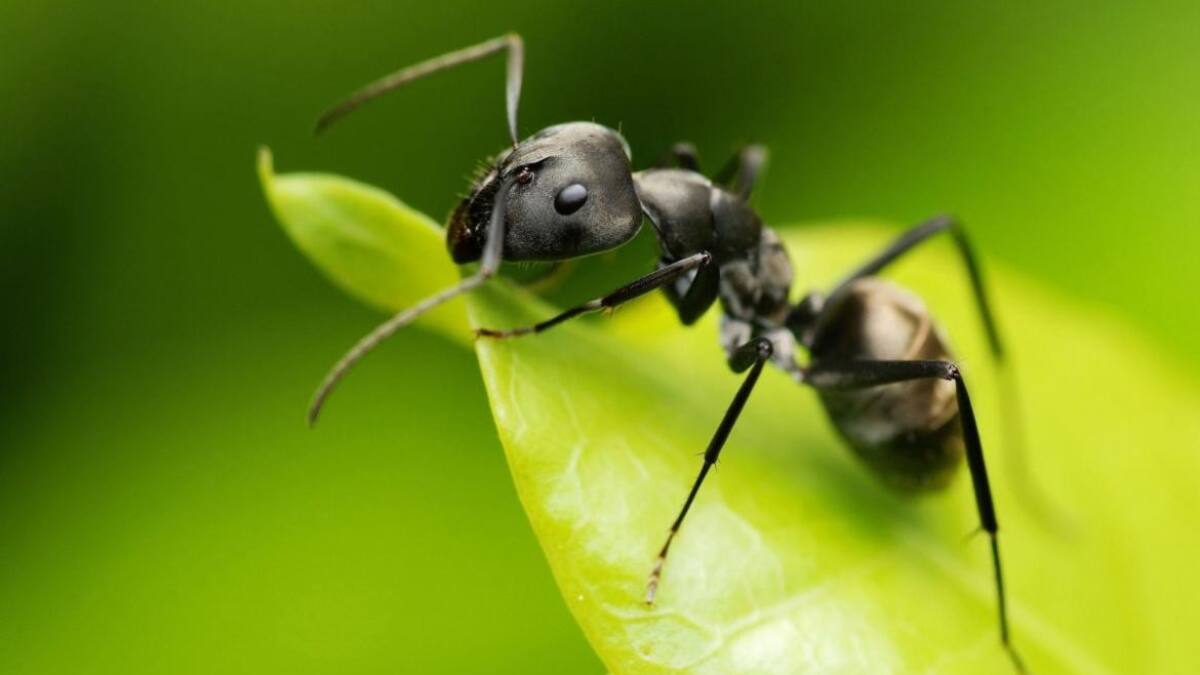 Hormiga