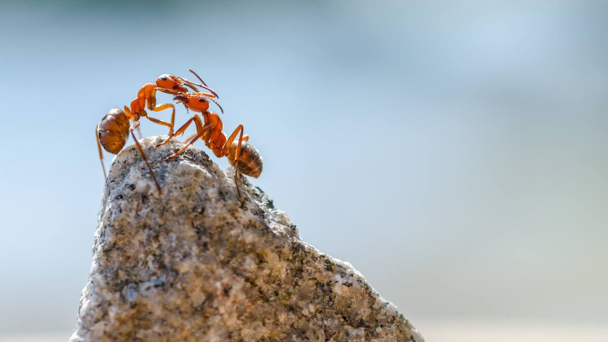 Nueva especie de hormiga. Foto: Freepik.