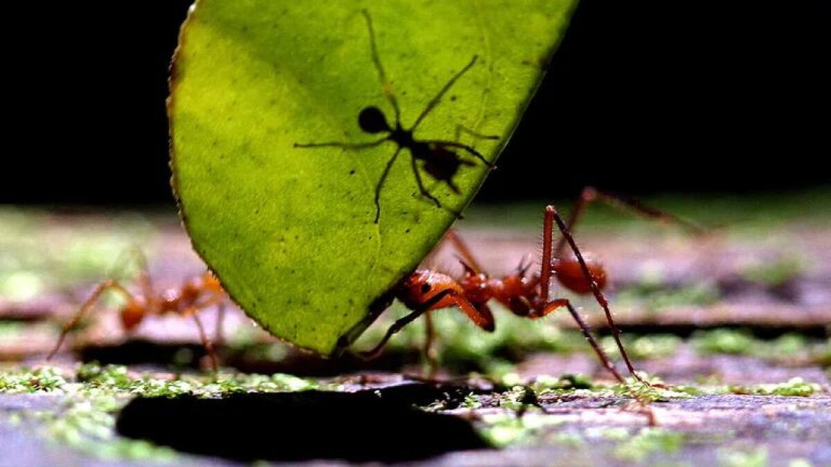 Hormigas carpinteras. Foto: Reuters