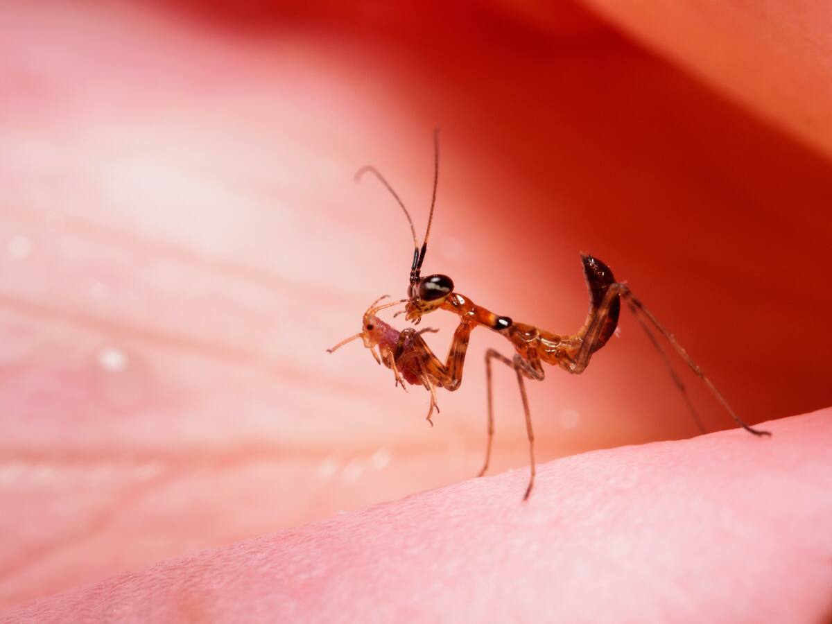 Hormigas coloradas. Foto: Unsplash