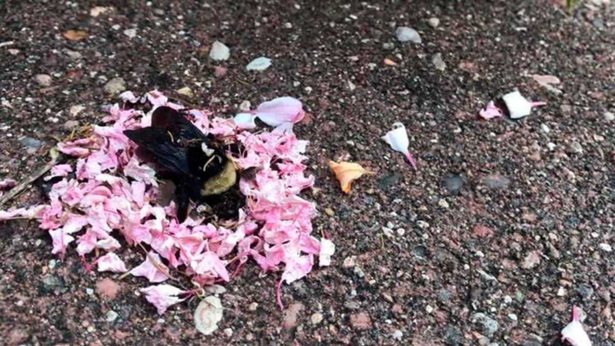 Hormigas hacen el funeral de una abeja reina