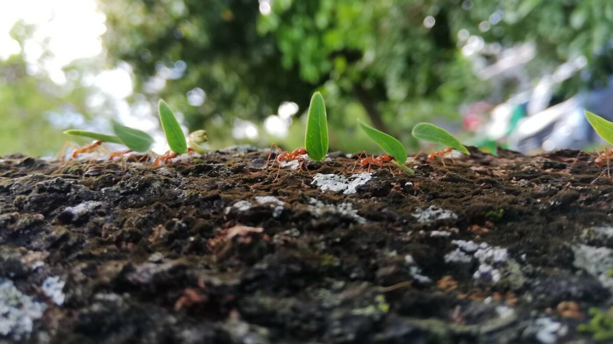 Hormigas invasoras. Foto: Unsplash
