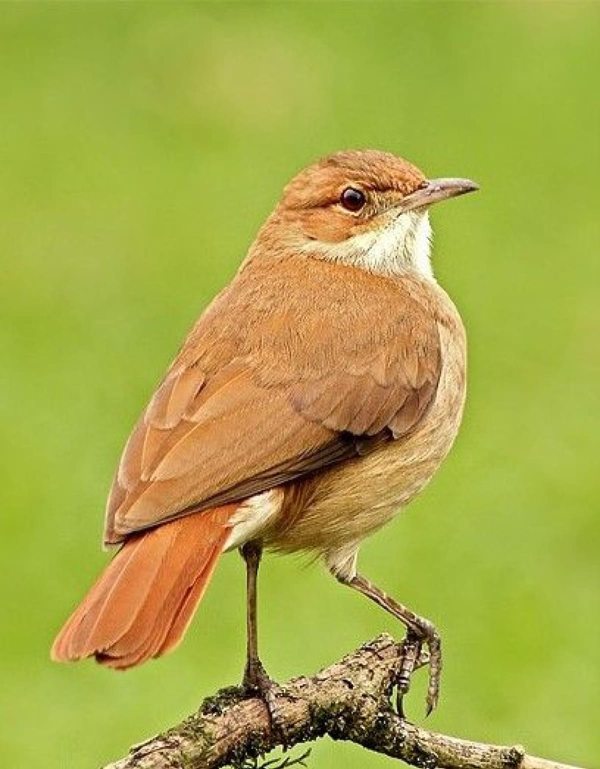 Hornero. Fuente: Pinterest